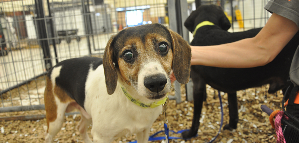 Rescued Dog 3