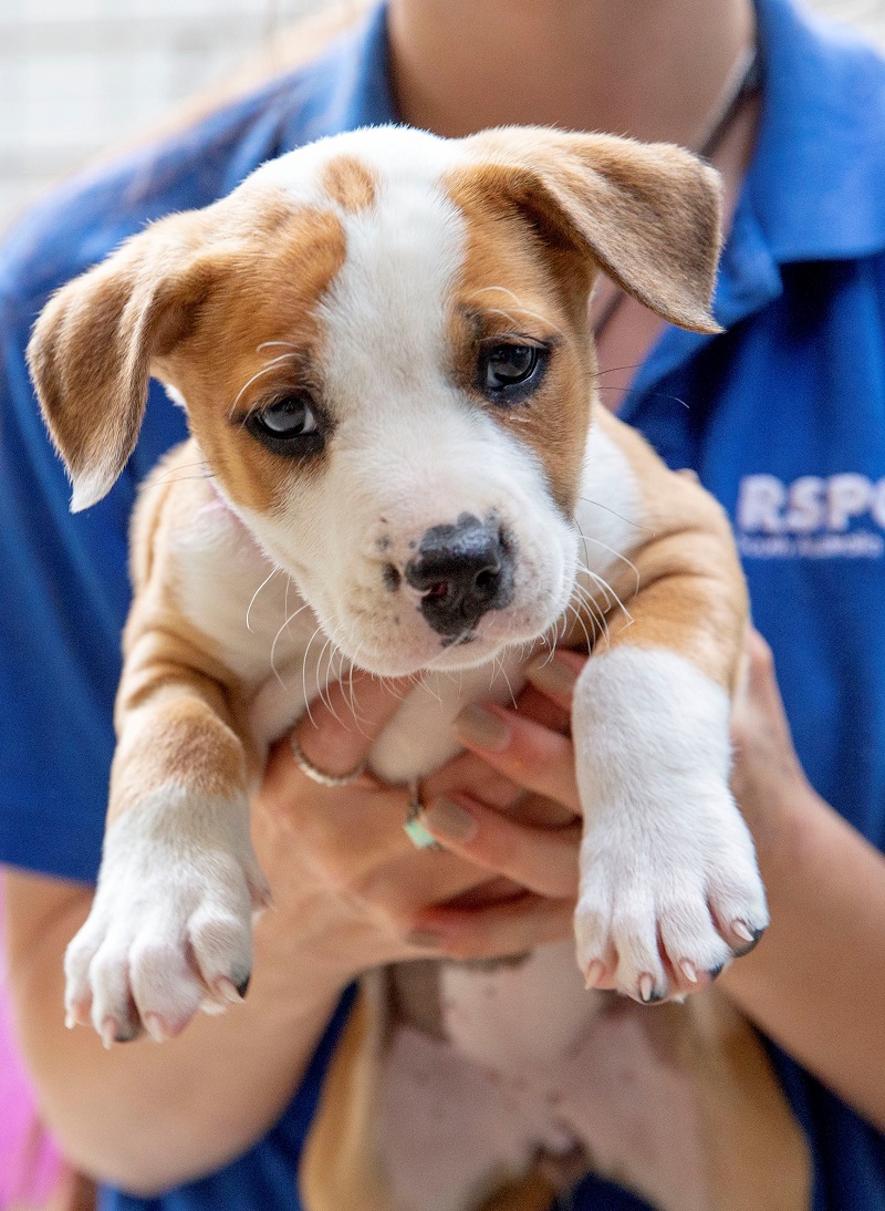 Rescued Dog 4