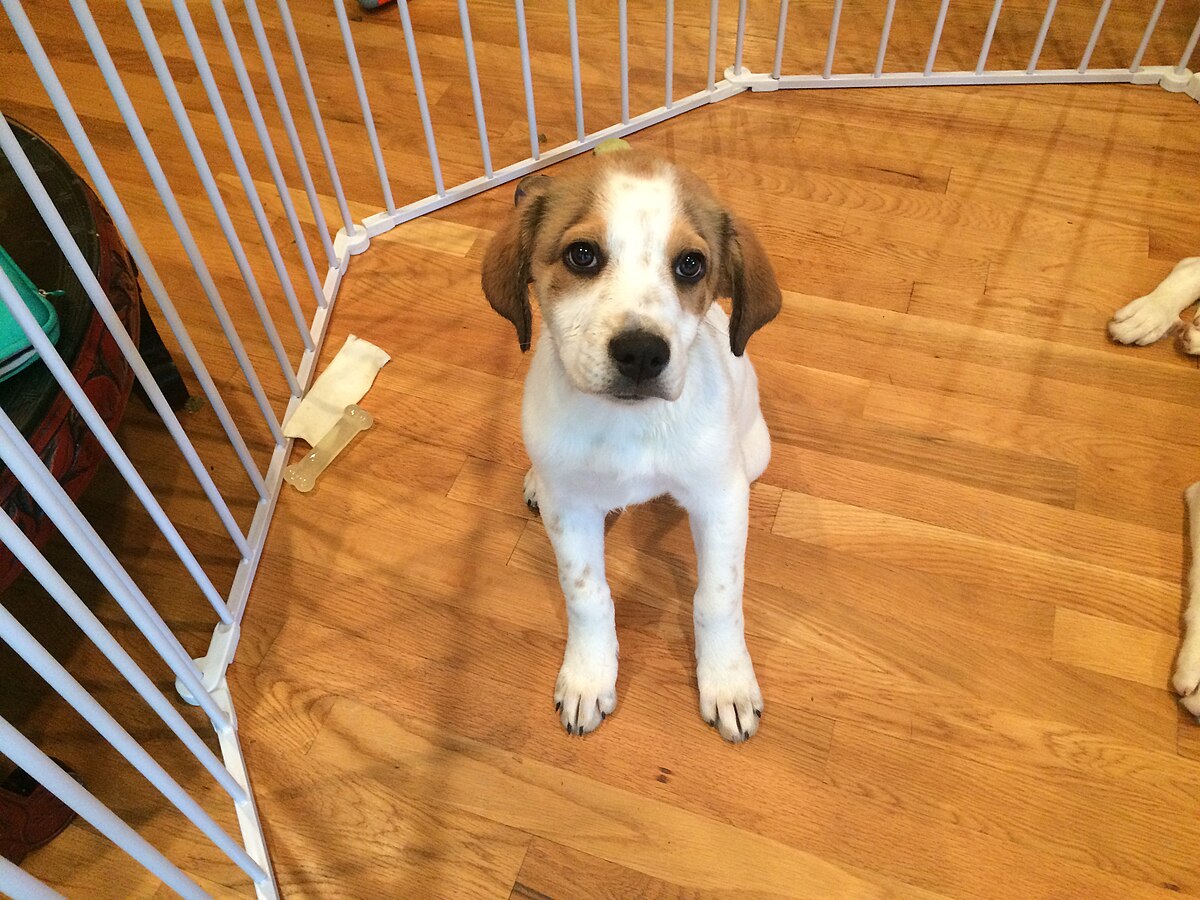 Rescued Dog 5