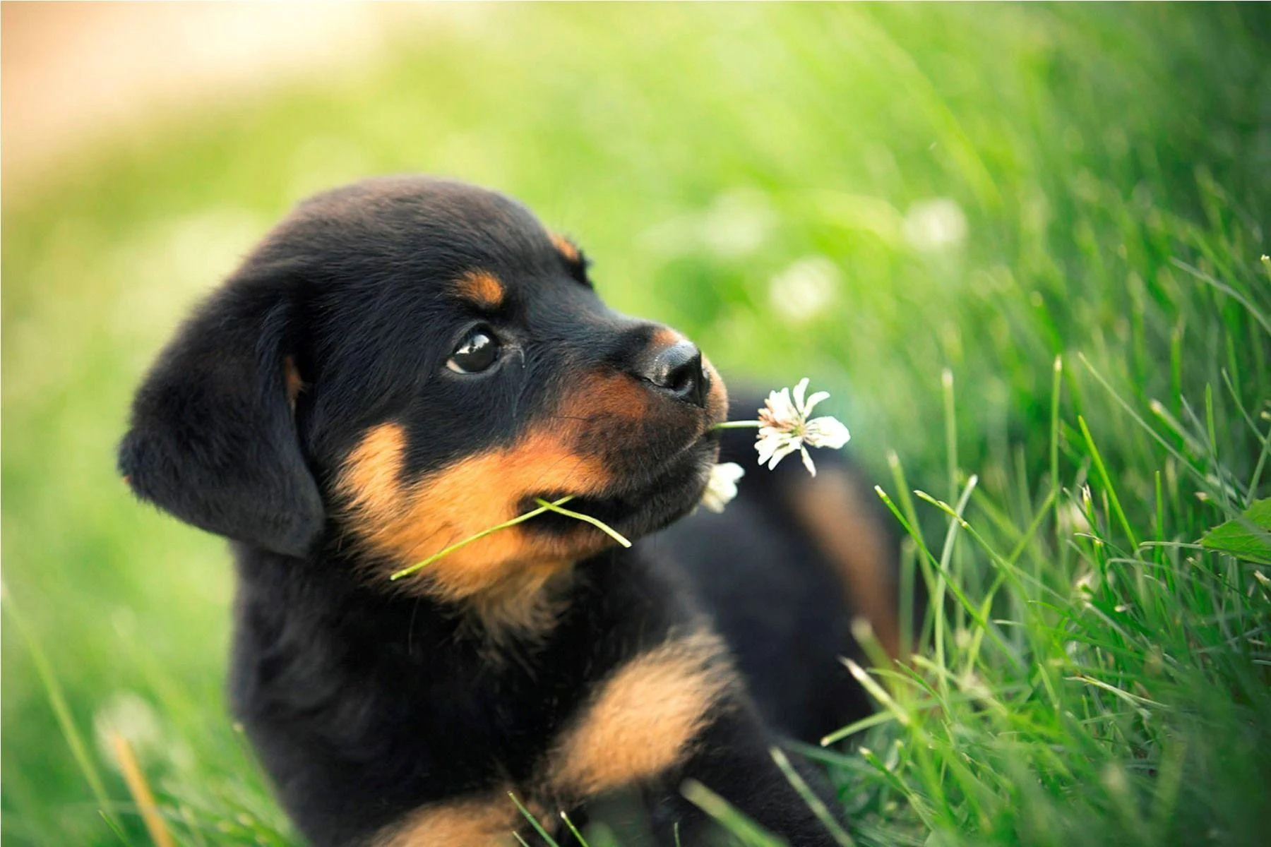 Cute dog