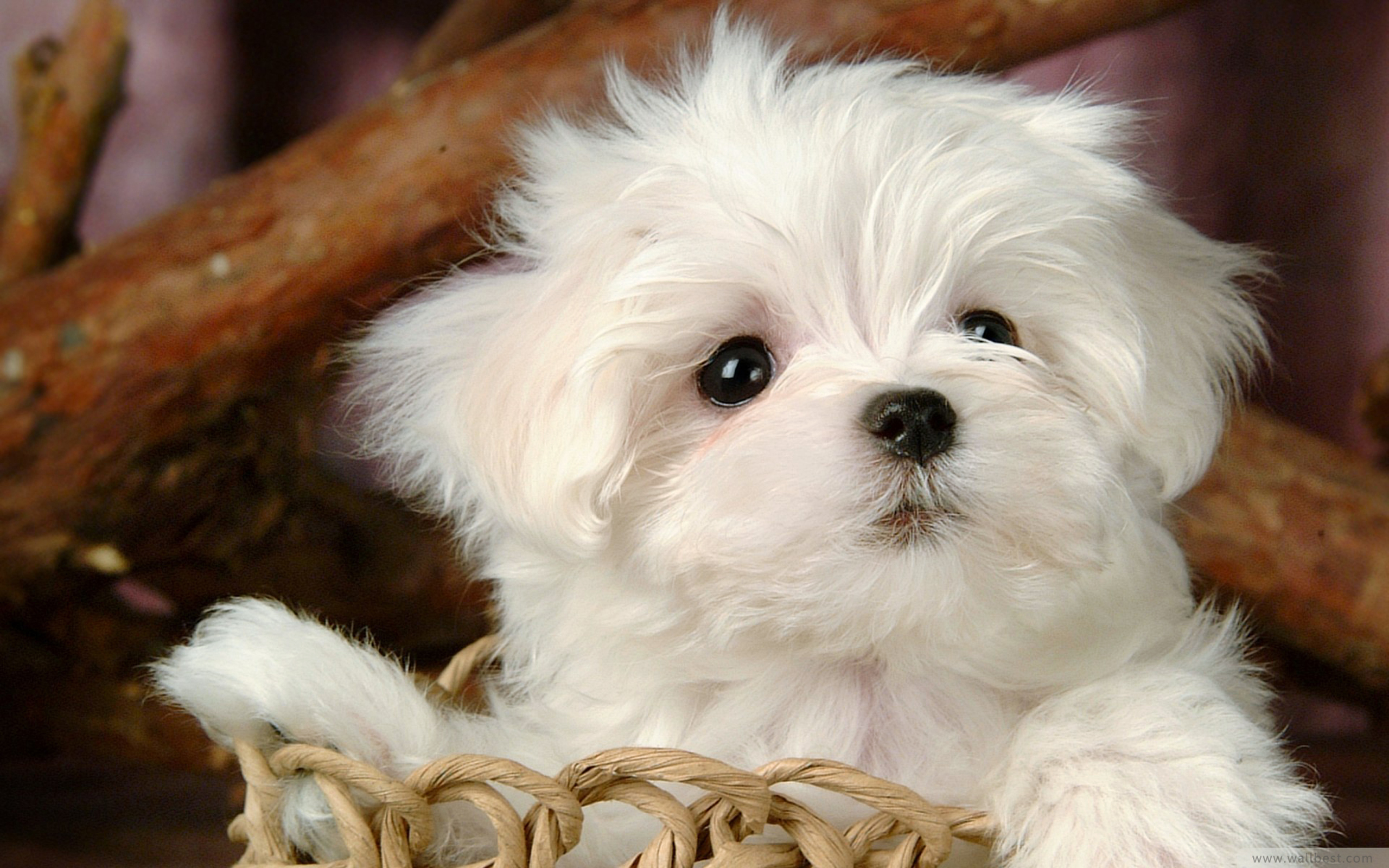 Bailey