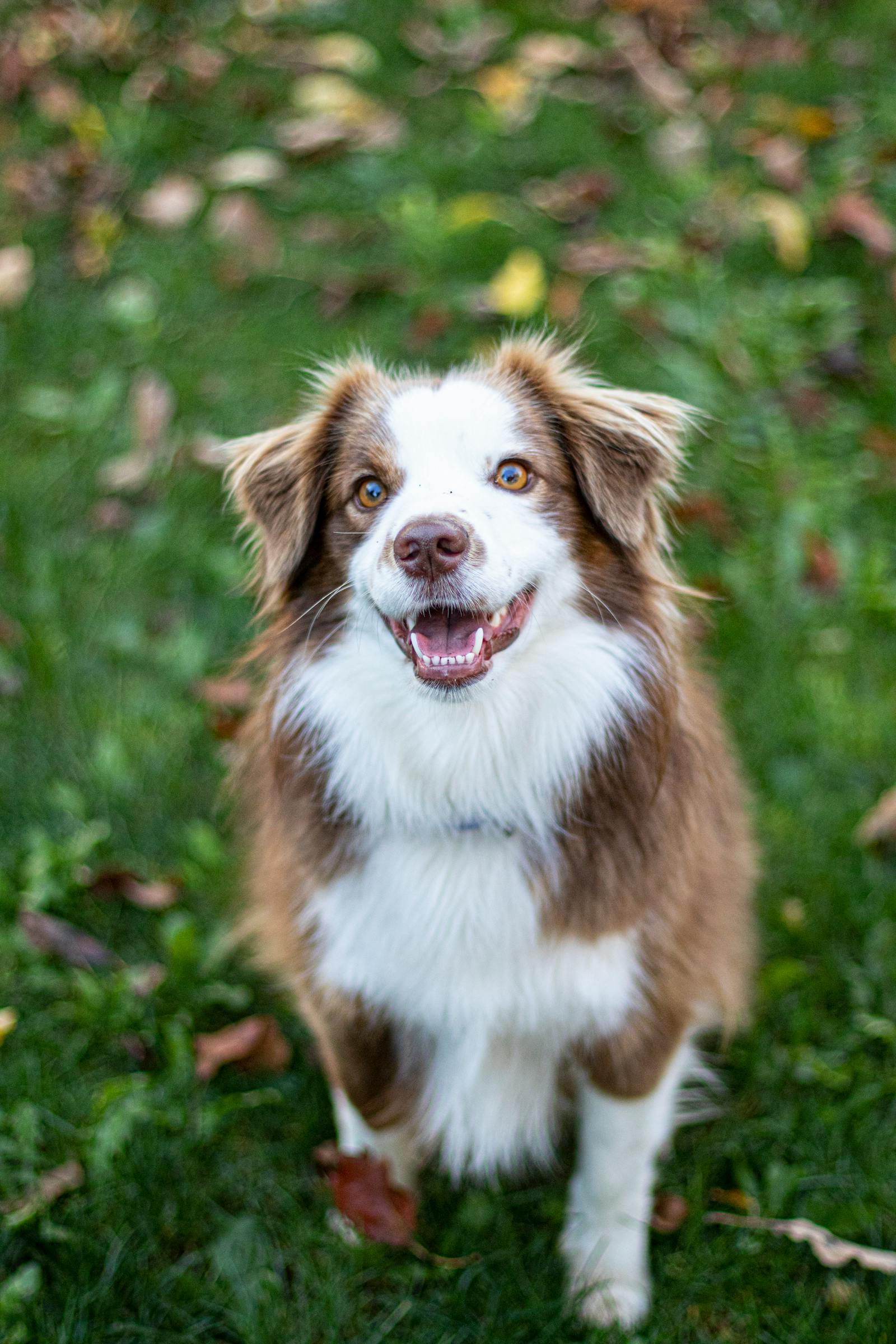 Coco