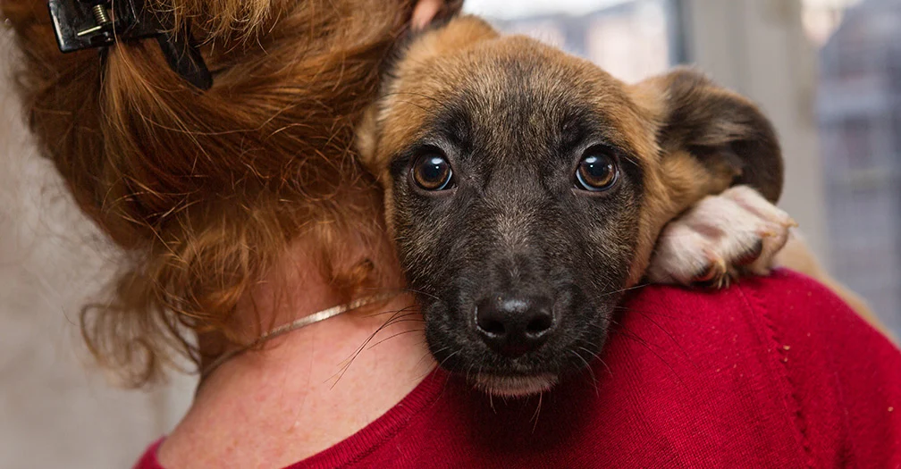 Rescued Dog 6